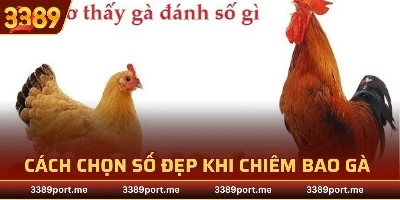Cách chọn số đẹp khi chiêm bao gà