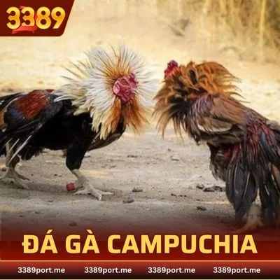Đá gà Campuchia