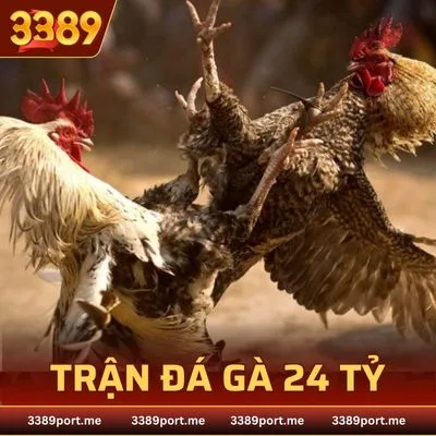 trận đá gà 24 tỷ